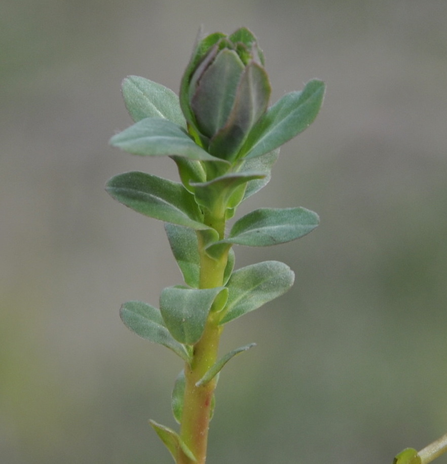 Image of Euphorbia apios specimen.