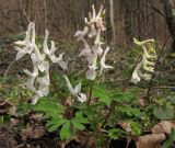 Corydalis caucasica