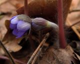 Hepatica nobilis. Распускающиеся цветки. Беларусь, г. Гродно, лесомассив Пышки. 22.03.2014.