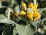 Phlomis fruticosa. Распускающееся соцветие. Греция, п-ов Пелопоннес, окр. г. Катаколо. 18.03.2014.