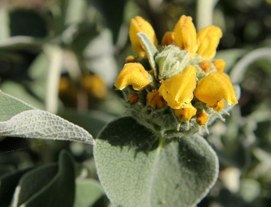 Изображение особи Phlomis fruticosa.