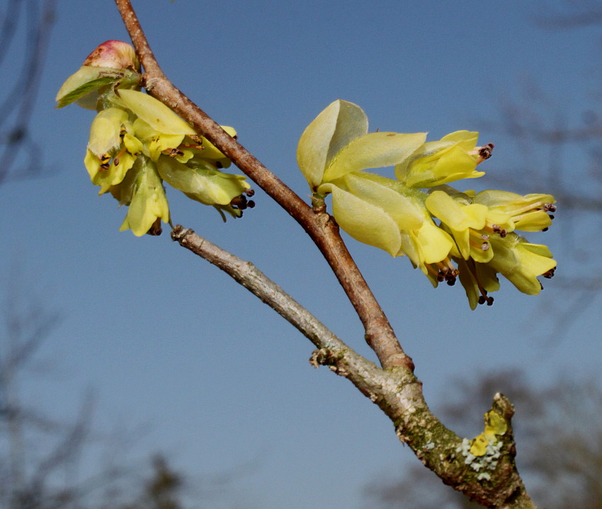 Image of Corylopsis veitchiana specimen.