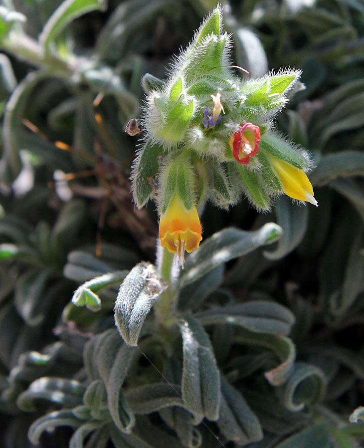 Изображение особи Onosma frutescens.