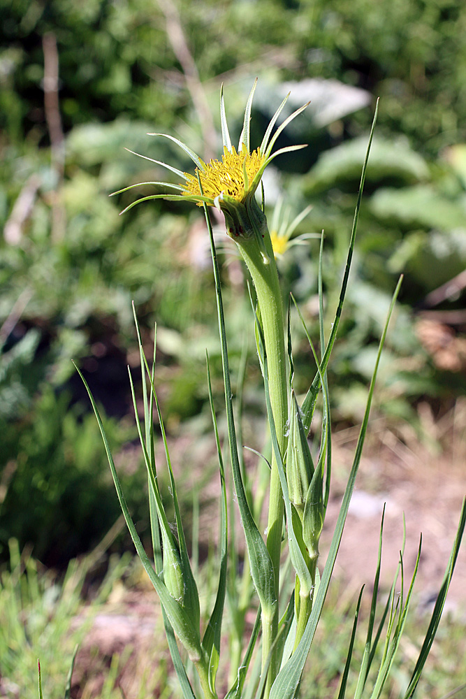 Image of Tragopogon capitatus specimen.