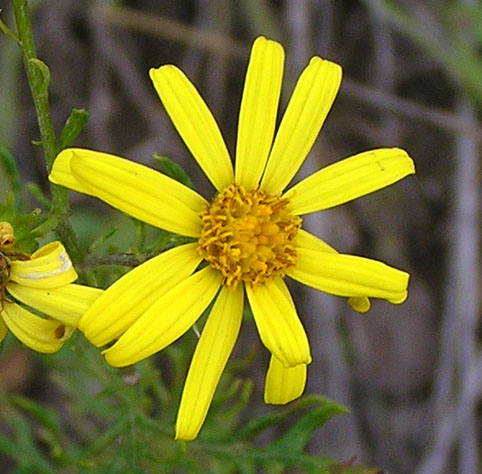 Изображение особи Senecio argunensis.