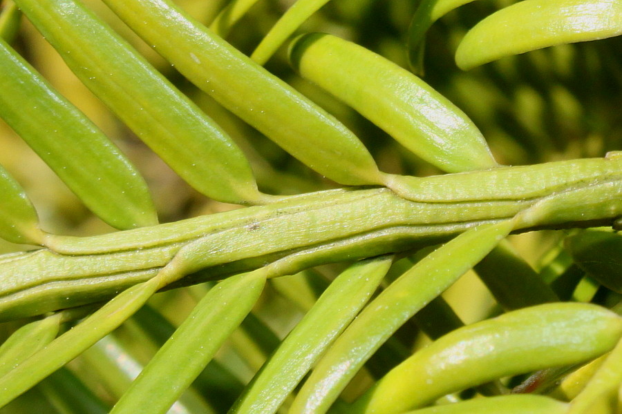 Image of Torreya nucifera specimen.