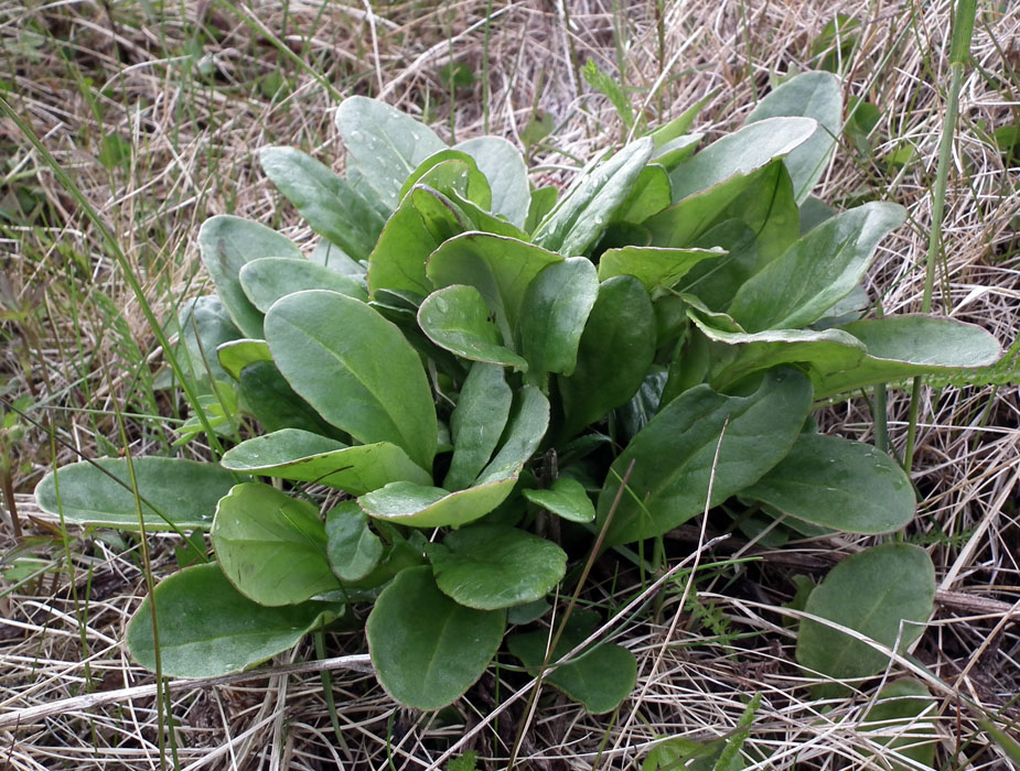 Изображение особи Tephroseris integrifolia.