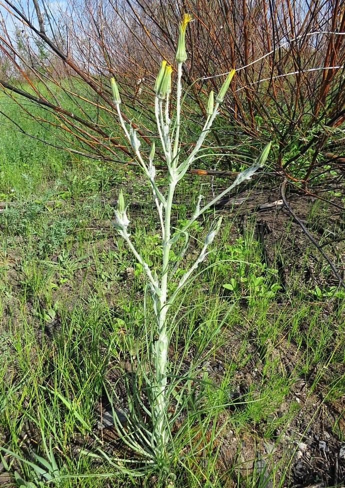 Изображение особи Tragopogon ruthenicus.