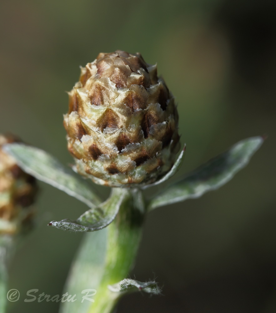 Изображение особи Centaurea jacea.