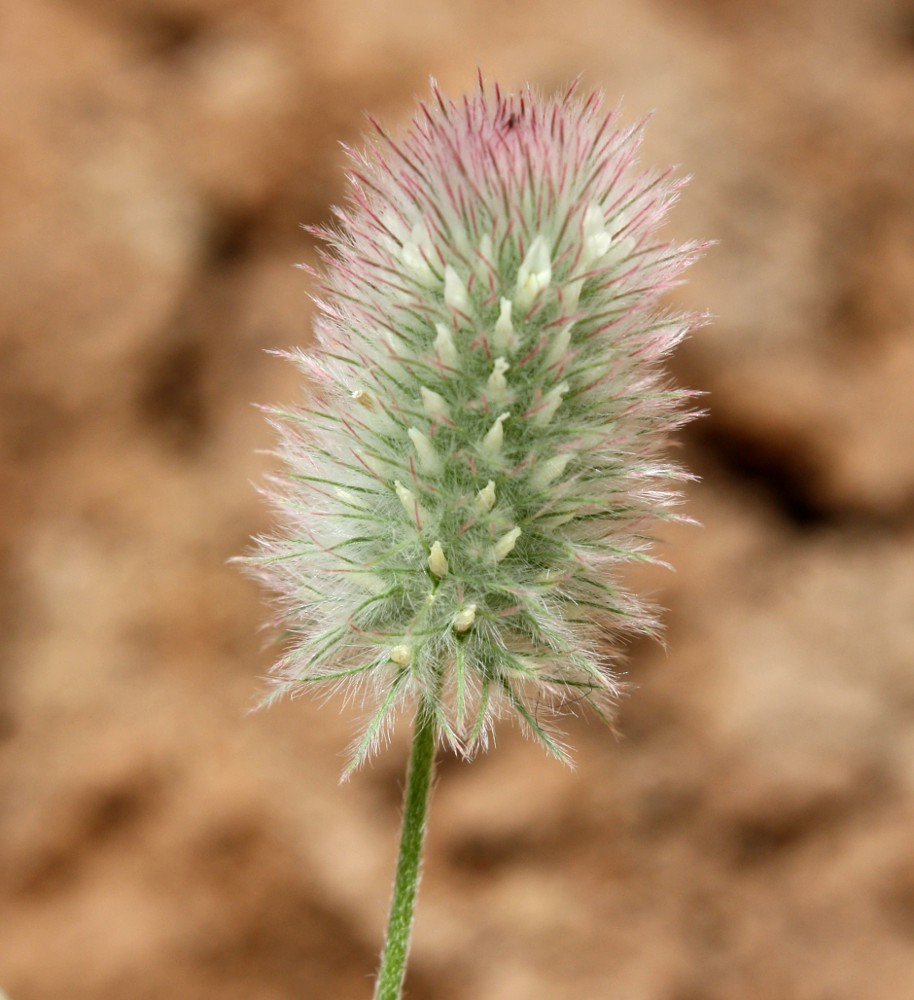 Image of Trifolium arvense specimen.