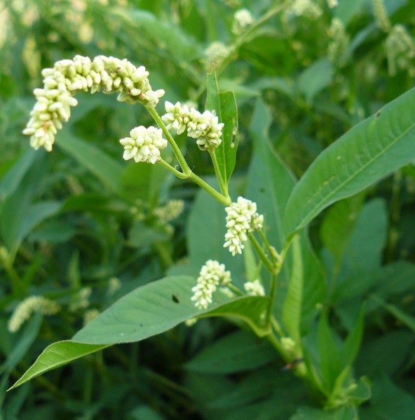 Image of Persicaria lapathifolia specimen.