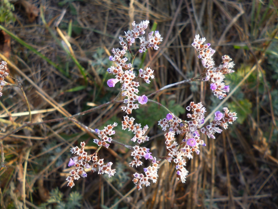 Image of Limonium bungei specimen.