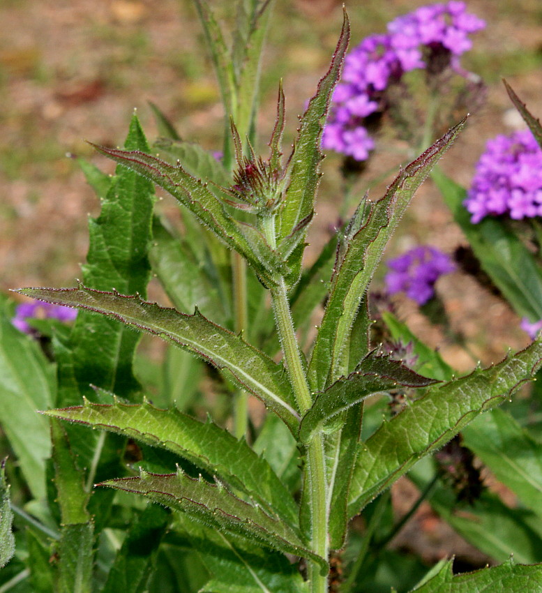 Image of Verbena rigida specimen.