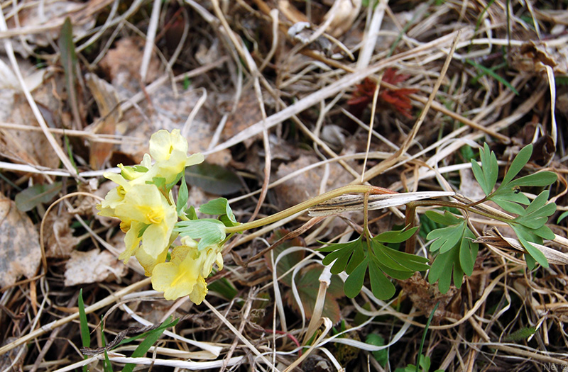 Image of Corydalis bracteata specimen.