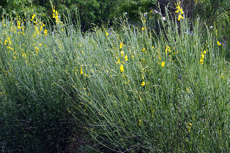 Image of Spartium junceum specimen.