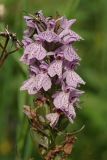 Dactylorhiza maculata. Часть соцветия. Тверская обл., Осташковский р-н, окр. дер. Кравотынь, заболоченный луг. 23.07.2015.