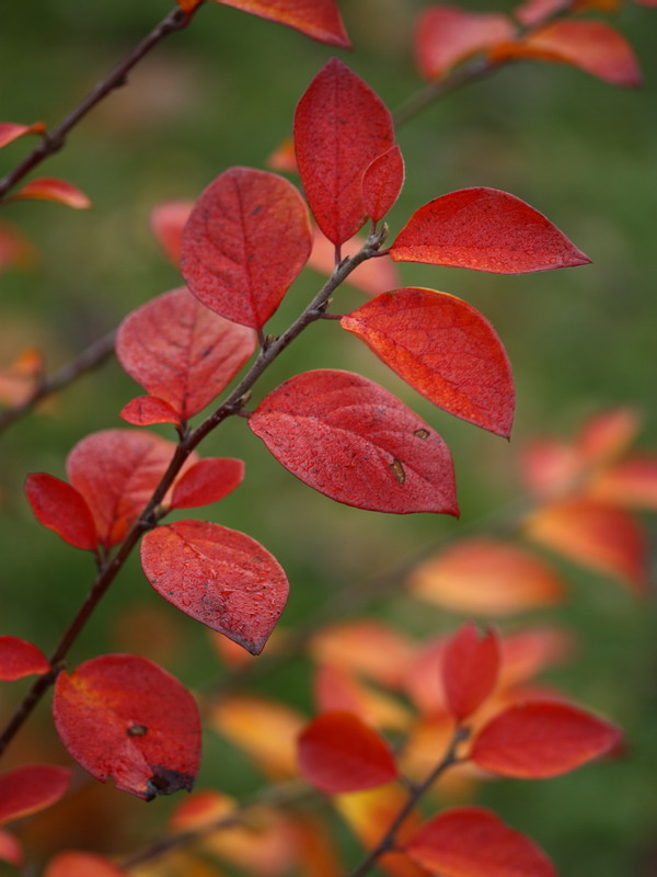 Image of Cotoneaster lucidus specimen.