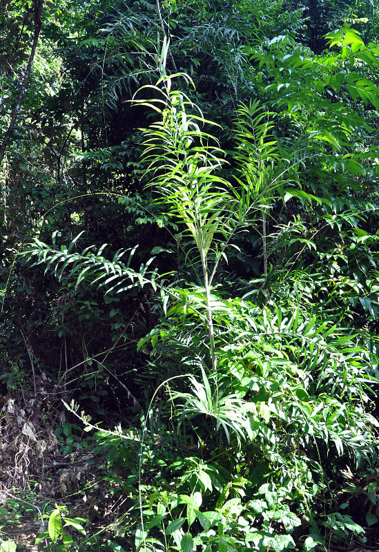 Image of Calamus viminalis specimen.