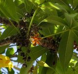 Sterculia foetida