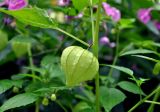 Physalis ixocarpa. Часть побега с незрелым плодом. Московская обл., Шатурский р-н, окр. пос. Туголесский Бор, садовый участок. 07.08.2014.