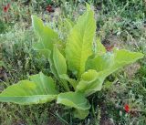 Inula macrophylla