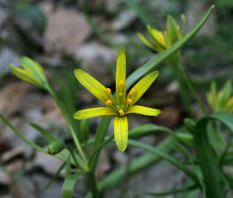 Image of Gagea lutea specimen.