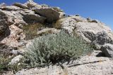 Artemisia rutifolia. Плодоносящее растение. Южный Казахстан, горы Алатау (Даубаба), Западное ущелье. 08.07.2014.