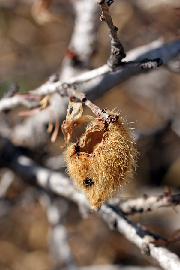 Изображение особи Amygdalus petunnikowii.