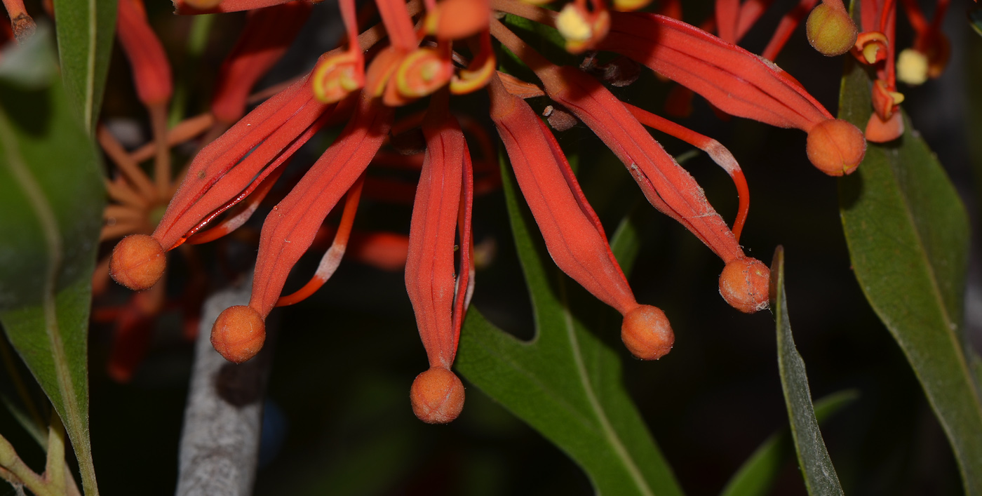 Image of Stenocarpus sinuatus specimen.