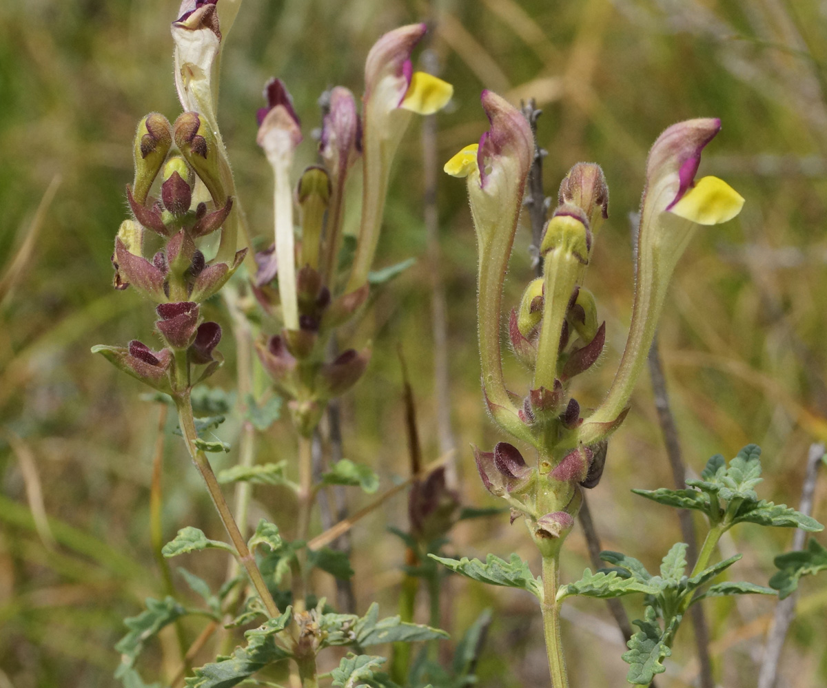 Image of Scutellaria alberti specimen.