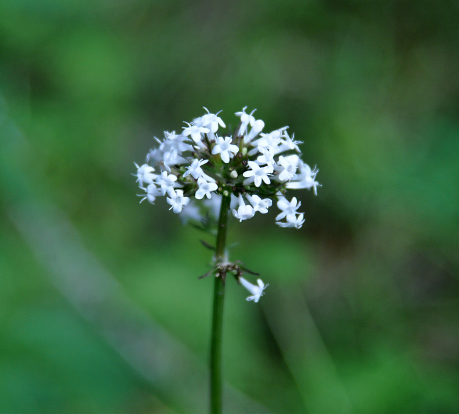 Image of Valeriana altaica specimen.