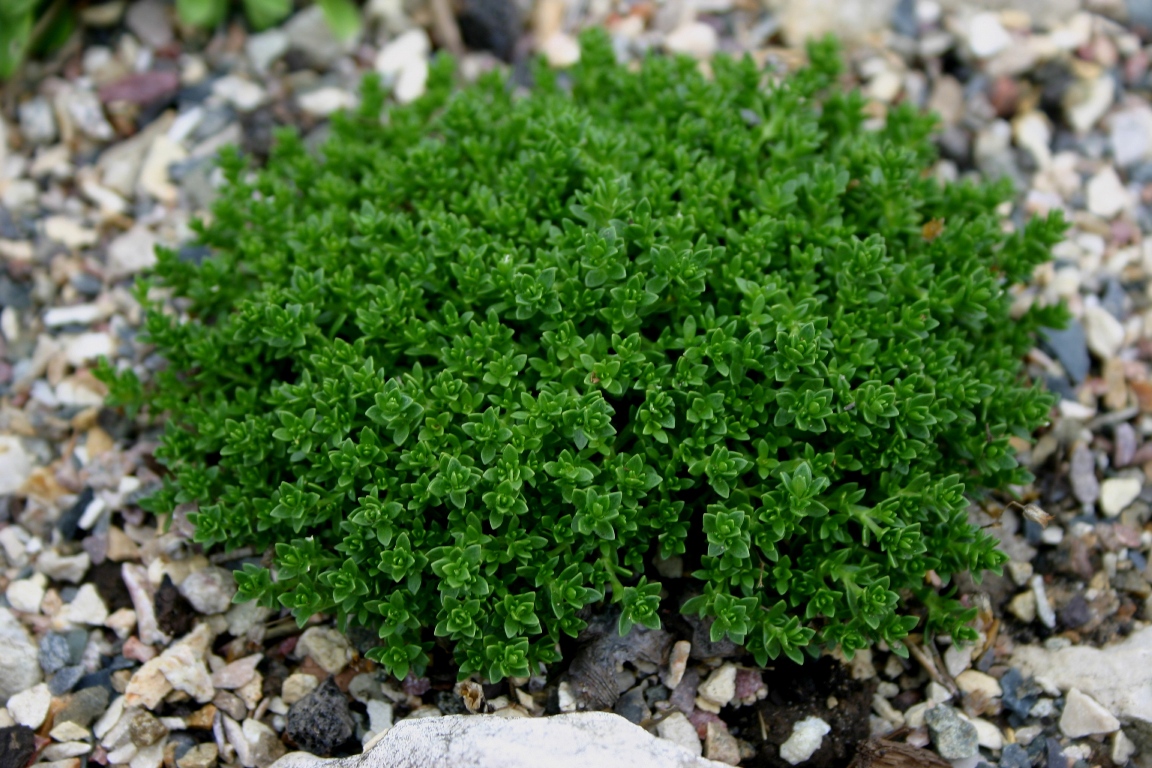 Image of genus Arenaria specimen.