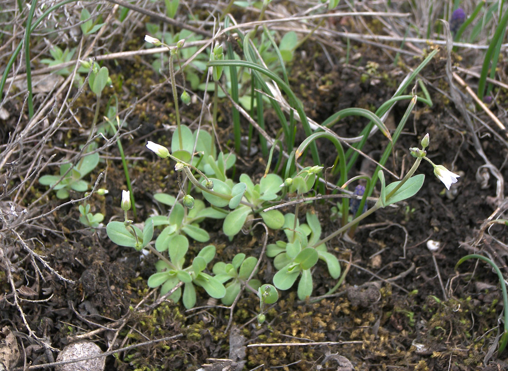 Изображение особи Holosteum umbellatum.