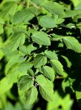 Spiraea chamaedryfolia. Побеги. Санкт-Петербург. 29.05.2009.