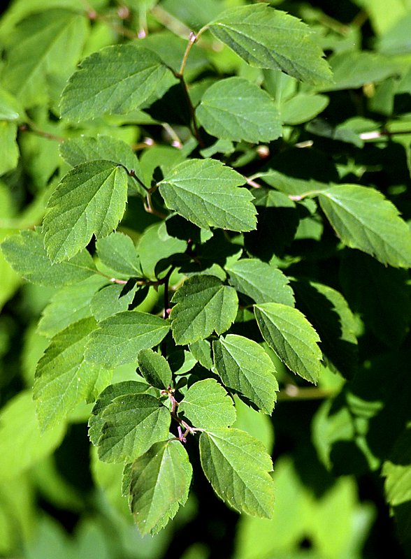 Image of Spiraea chamaedryfolia specimen.