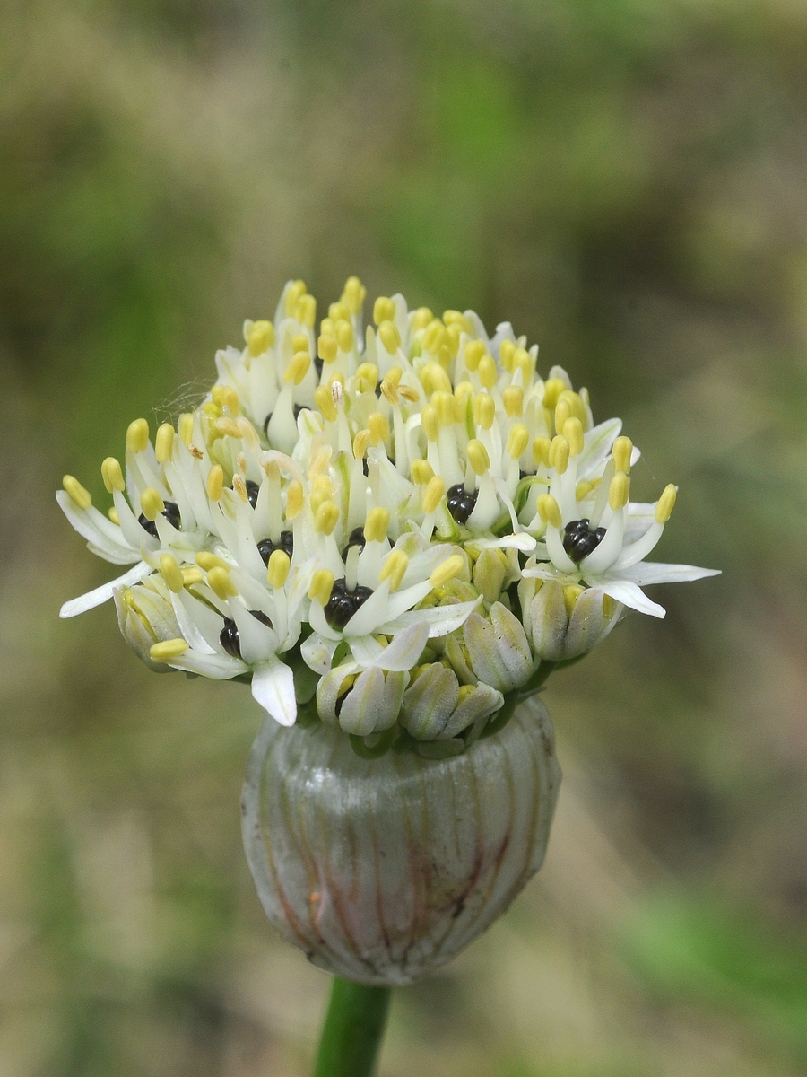 Image of Allium kharputense specimen.