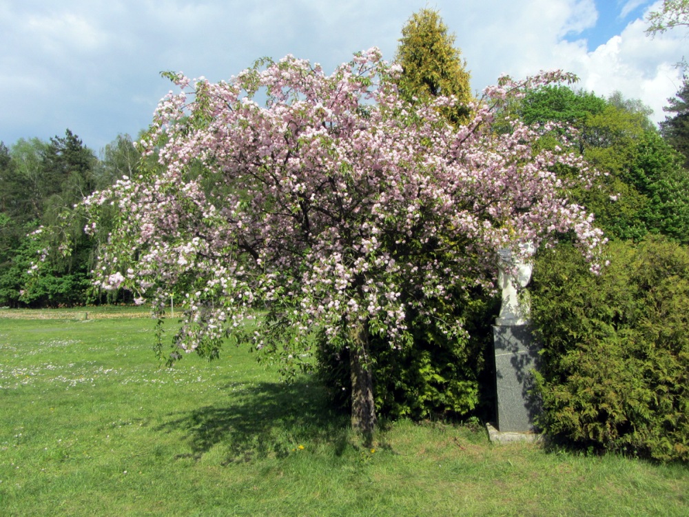 Image of Prunus serrulata specimen.