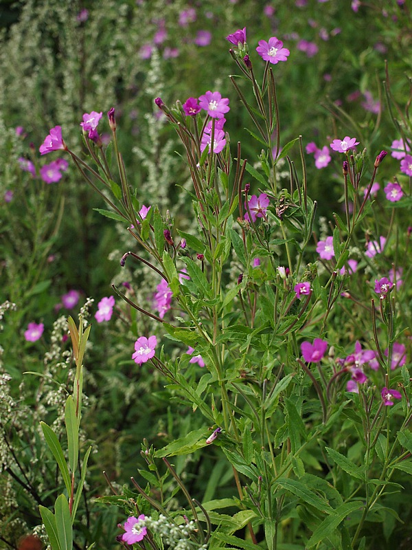 Изображение особи Epilobium hirsutum.