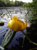 Nuphar lutea. Цветок. Украина, Житомирская обл., Новоград-Волынский, р. Случь в р-не Житомирского моста. 30.05.2016.