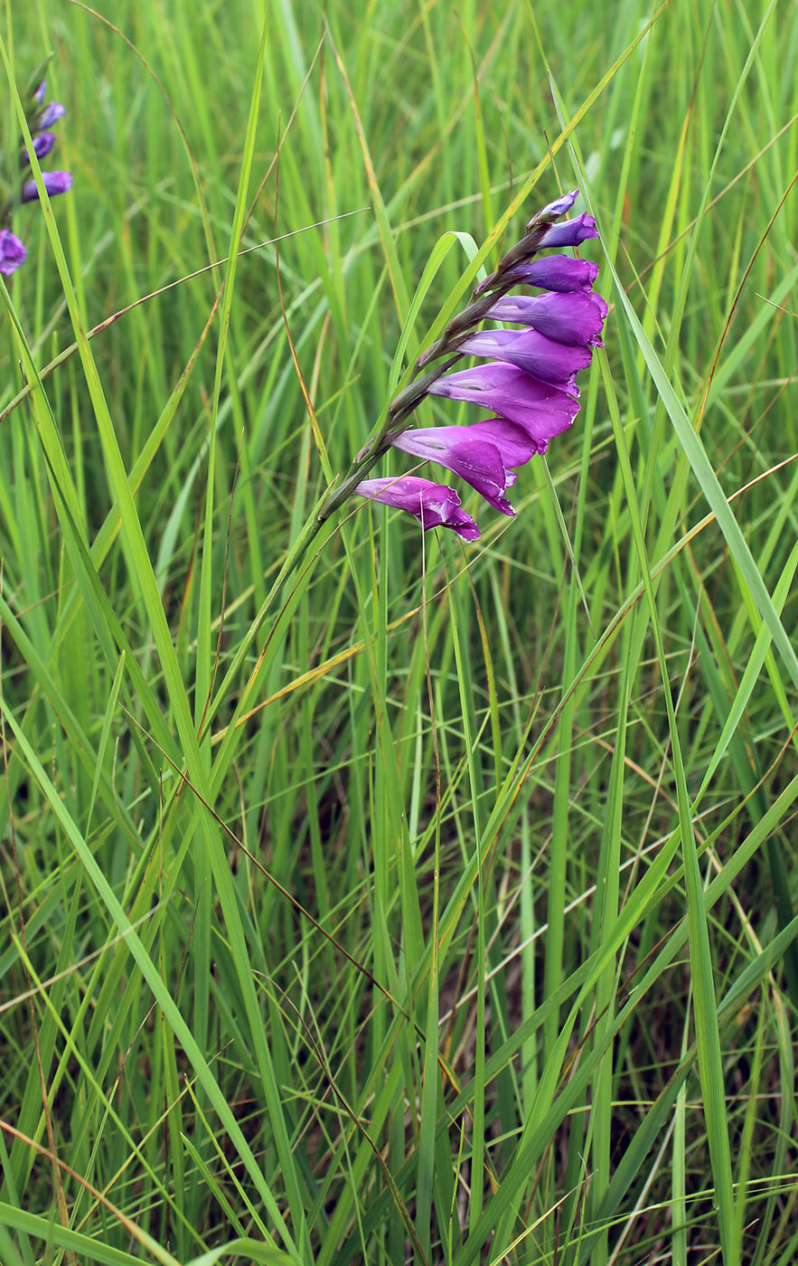 Image of Gladiolus imbricatus specimen.