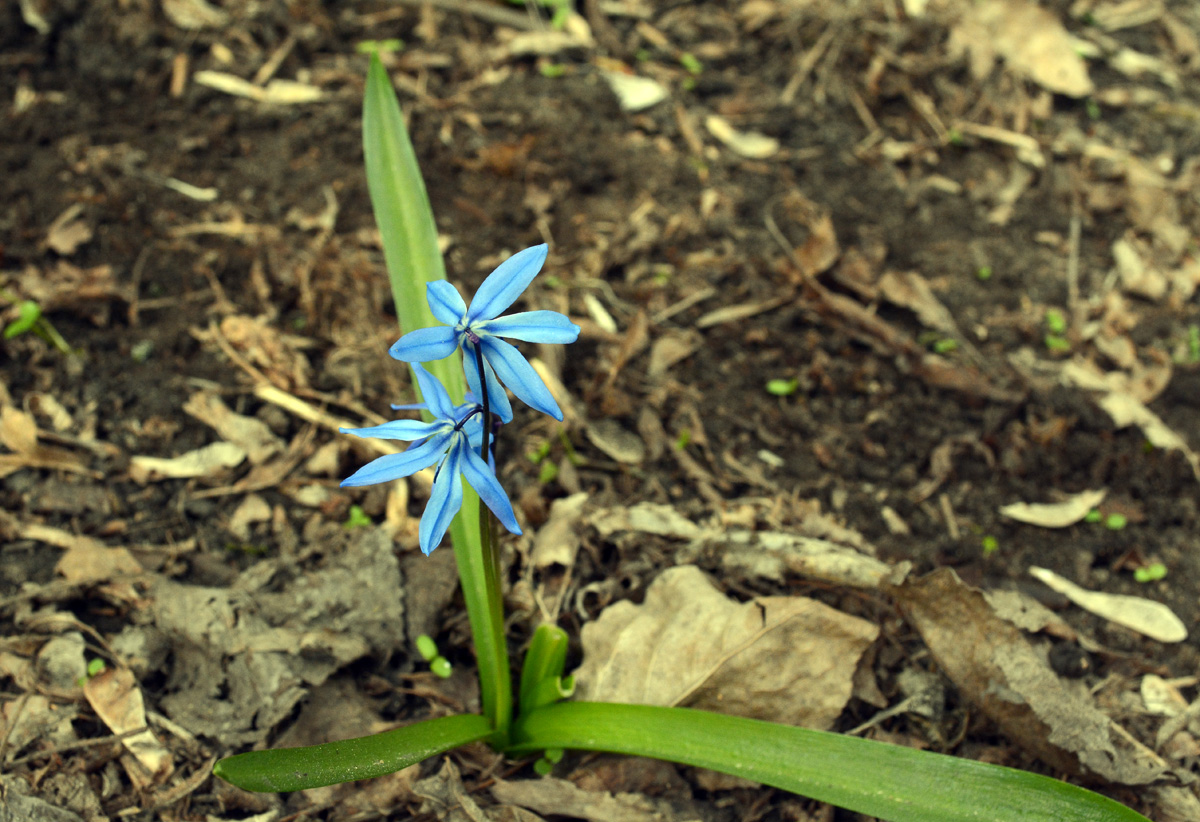 Изображение особи Scilla siberica.