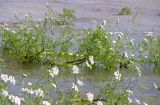 View full-size image Oenanthe aquatica