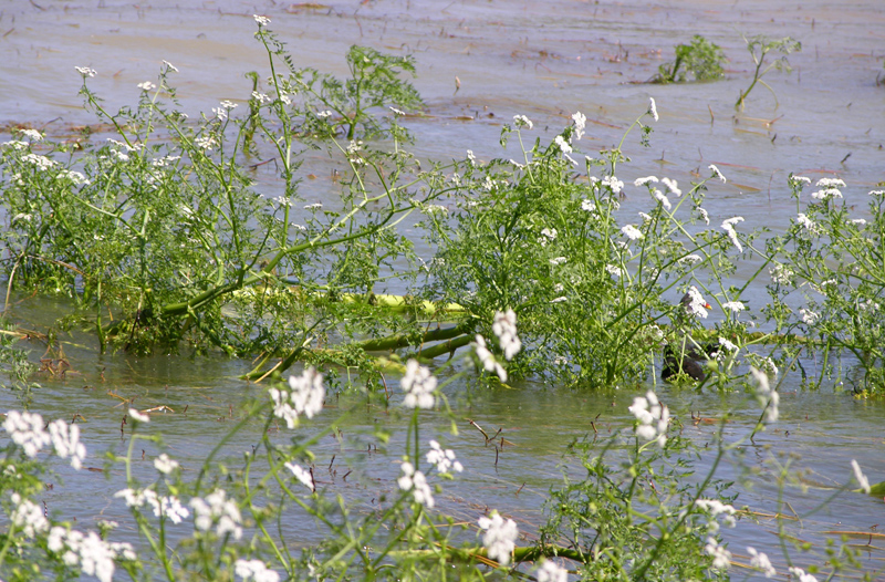 Image of Oenanthe aquatica specimen.