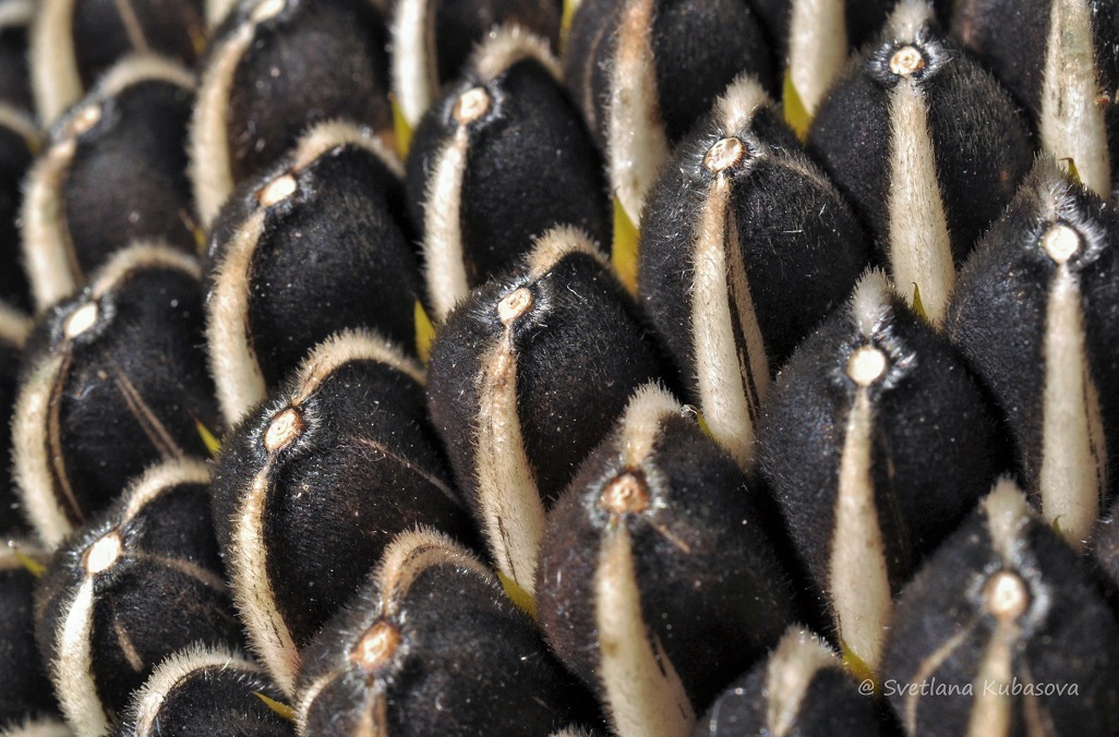 Image of Helianthus annuus specimen.