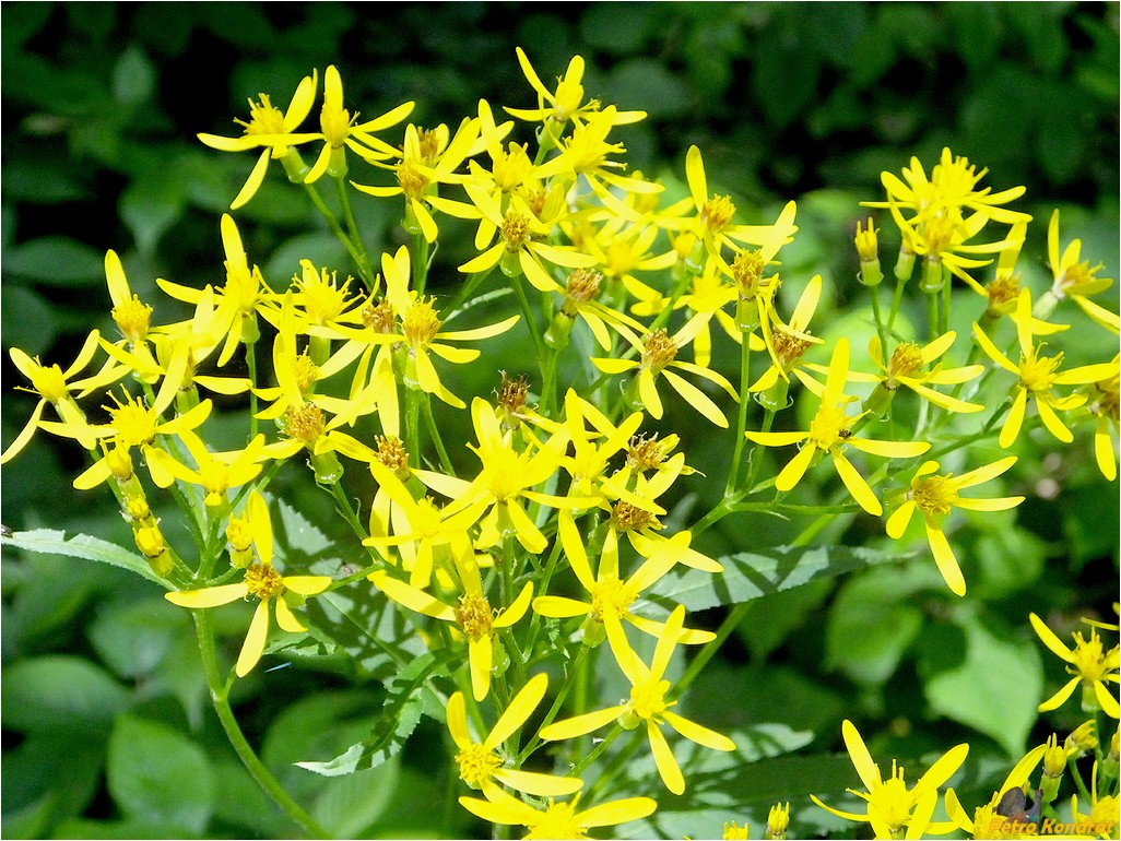 Image of Senecio ovatus specimen.