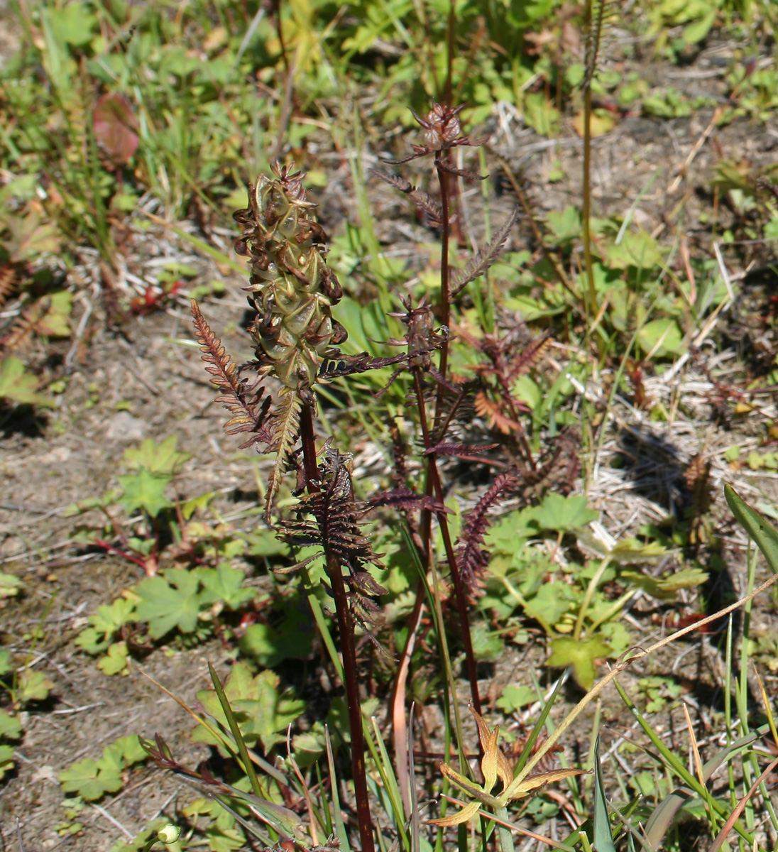 Изображение особи Pedicularis compacta.