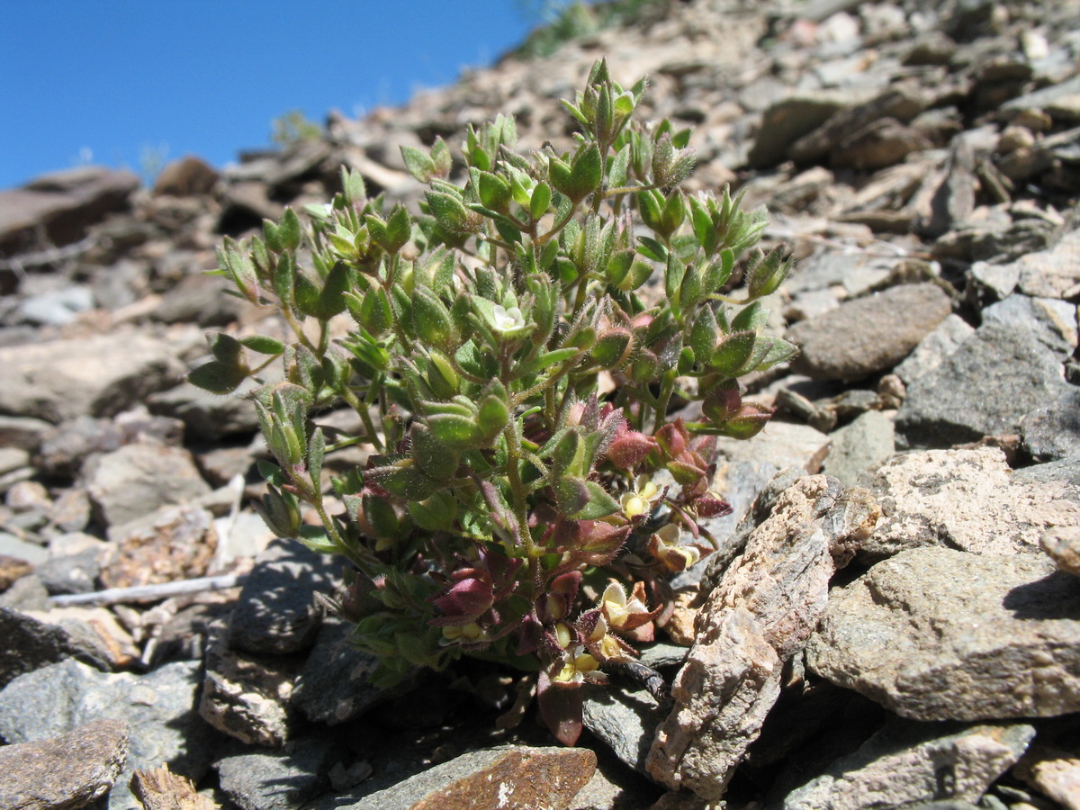 Image of Veronica ferganica specimen.