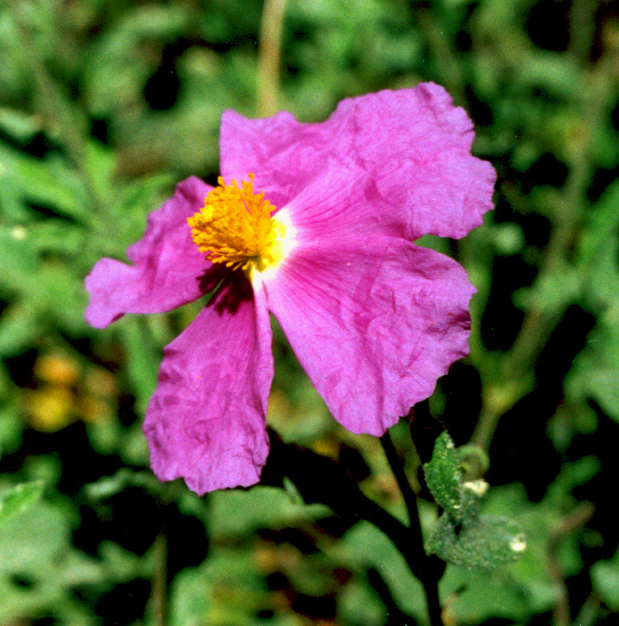 Image of Cistus tauricus specimen.