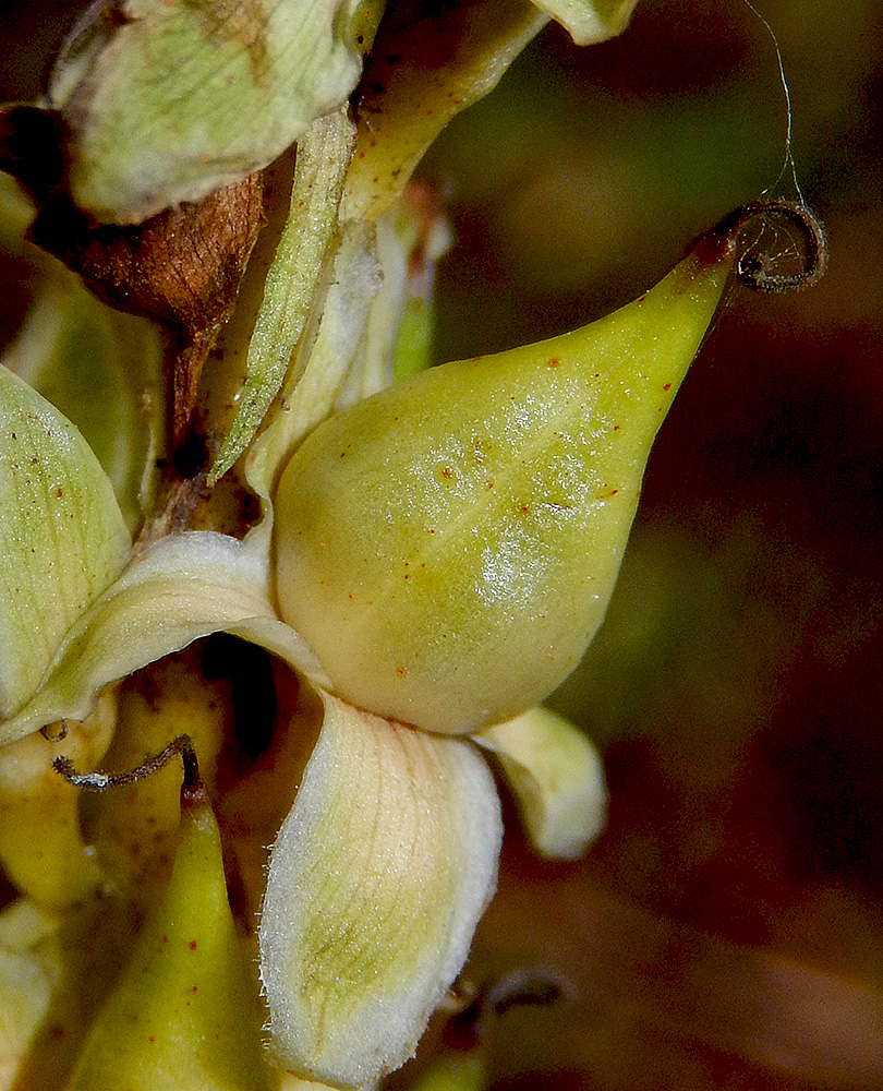 Изображение особи Digitalis schischkinii.