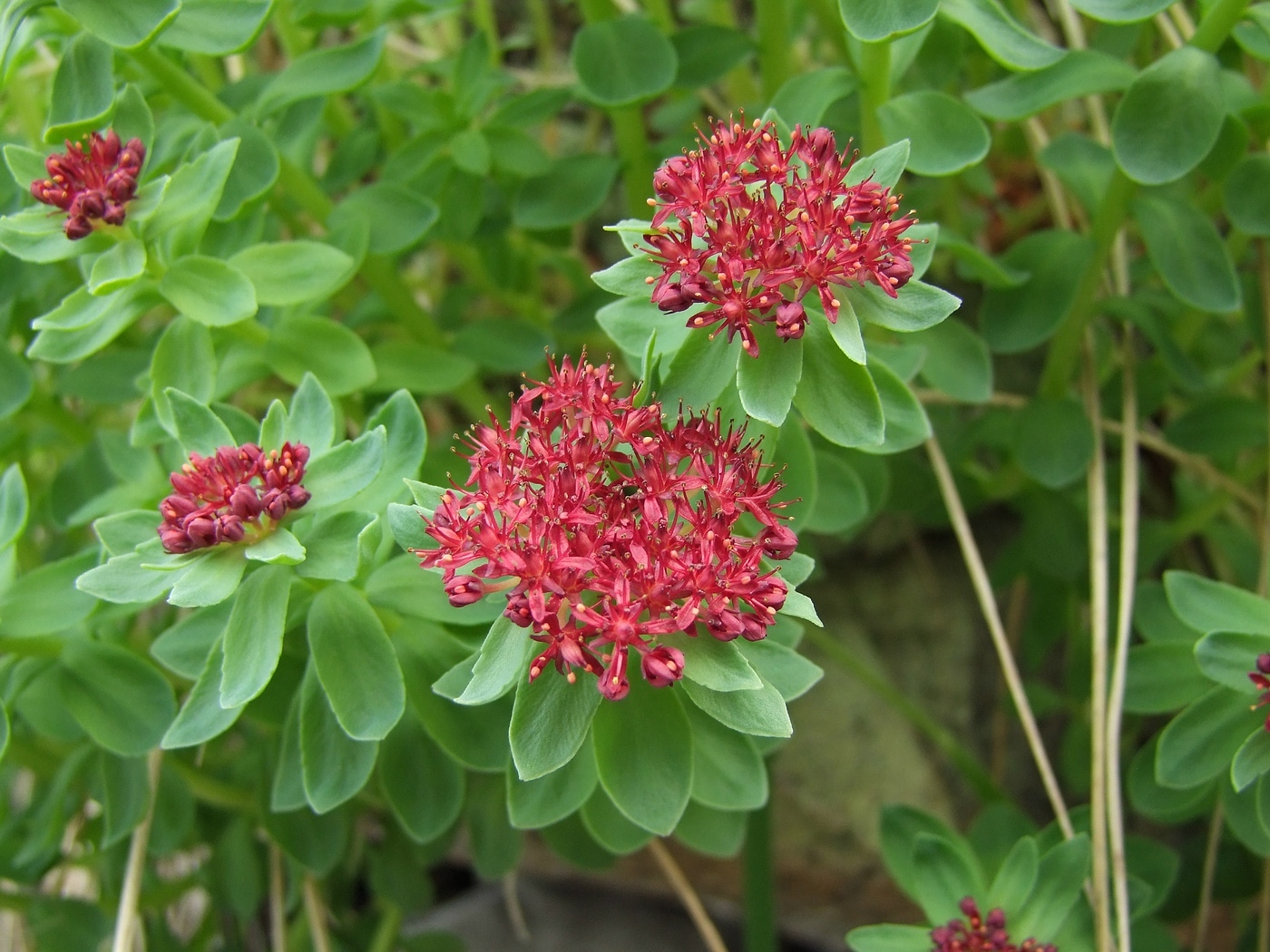 Image of Rhodiola integrifolia specimen.